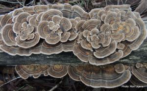 Rainbow Fungus (Trametes versicolor)