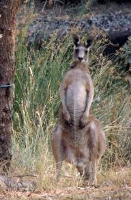 Eastern Grey Kangaroo1